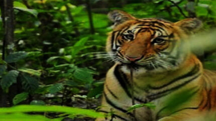 bangal tiger at bardiya national park